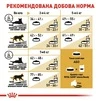 Сухий корм Royal Canin British Shorthair Adult для котів породи британська короткошерста від 12 місяців 0,4 кг (НФ-00000225) - 5