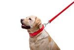 Повідок для собак шкіряний WAUDOG Glamour, Ш 25 мм, Дл 122 см, червоний - 2