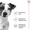 Сухий корм для собак малих порід Royal Canin Mini Adult для дорослих собак 800 г - 5