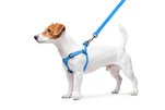 Шлея для собак водостойкая WAUDOG Waterproof c QR-паспортом, металлическая пряжка-фастекс, Ш 15 мм, Дл 40-55 см, голубой - 6