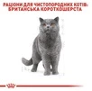 Сухий корм Royal Canin British Shorthair Adult для котів породи британська короткошерста від 12 місяців 0,4 кг (НФ-00000225) - 2