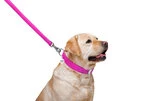 Повідок для собак шкіряний WAUDOG Glamour, Ш 25 мм, Дл 122 см, рожевий - 3