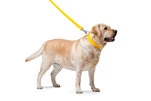 Поводок для собак кожаный WAUDOG Glamour, Ш 25 мм, Дл 122 см, желтый - 2