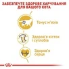 Сухий корм для котів британська короткошерста Royal Canin British Shorthair Adult від 12 місяців 4 кг - 4