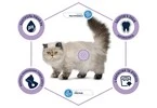 Сухой корм Advance Cat Sterilized Hairball для выведения шерсти у стерилизованых котов с индейкой 10 кг - 2