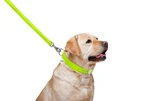 Поводок для собак кожаный WAUDOG Glamour, Ш 25 мм, Дл 122 см, салатовый - 6