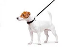 Поводок для собак кожаный WAUDOG Glamour, Ш 12 мм, Дл 122 см, черный - 3