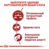 Сухий корм для домашніх та вуличних кішок Royal Canin Fit 2 кг - 6