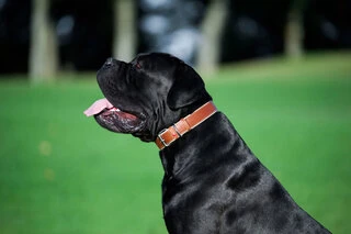 Нашийник для собак шкіряний WAUDOG Soft з QR паспортом, Ш 25 мм, Дл 38-49 см