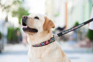 Нашийник для собак шкіряний WAUDOG Design з QR паспортом, малюнок "Пончики", Ш 25 мм, Дл 38-49 см, чорний