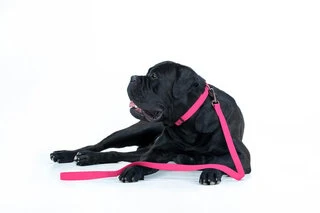 Повідець для собак водостійкий WAUDOG Waterproof, Ш 25 мм, Дл 122 см, рожевий