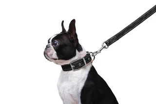 Поводок "Dog Extremе" нейлоновий подвійний (ширина 20мм, довжина 122см), чорний