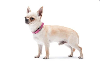 Ошейник для собак кожаный WAUDOG Classic, Ш 12 мм, Дл 19-25 см, розовый