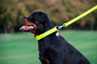 Поводок для собак кожаный WAUDOG Glamour, Ш 25 мм, Дл 122 см, салатовый