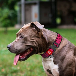 Нашийник для собак нейлоновий WAUDOG Nylon з QR паспортом, малюнок "Арбуз", металевий пряжка-фастекс, XXL, Ш 35 мм, Дл 43-70 см