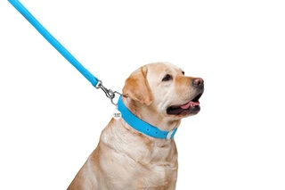 Повідок для собак шкіряний WAUDOG Glamour, Ш 25 мм, Дл 122 см, блакитний