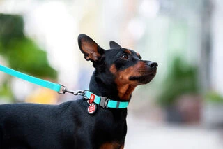 Нашийник для собак водостійкий WAUDOG Waterproof з QR-паспортом, що світиться, металевою пряжкою-фастекс, Ш 15 мм, Дл 23-35 см