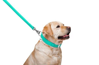 Повідок для собак шкіряний WAUDOG Glamour, Ш 25 мм, Дл 122 см, ментоловий