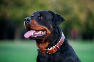 Нашийник для собак шкіряний WAUDOG Soft з QR паспортом, Ш 25 мм, Дл 38-49 см