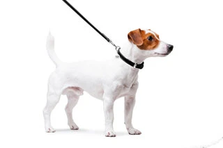 Поводок для собак кожаный WAUDOG Glamour, Ш 12 мм, Дл 122 см, черный