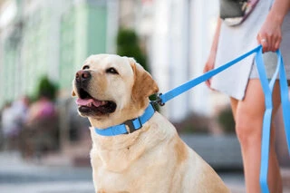 Повідець для собак водостійкий WAUDOG Waterproof, Ш 15 мм, Дл 122 см, блакитний