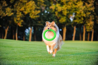 Кольцо для апортировки PitchDog30, диаметр 28 см, салатовый