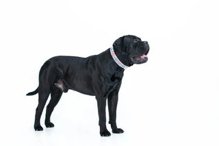 Ошейник для собак кожаный WAUDOG Design с QR паспортом, рисунок "Цветы", Ш 25 мм, Дл 38-49 см, белый