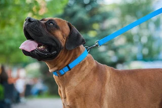 Повідець для собак водостійкий WAUDOG Waterproof, L-XXL, Ш 25 мм, Дл 305 cм, блакитний