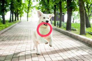 Кольцо для апортировки PitchDog20, диаметр 20 см, розовый