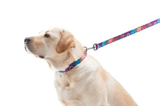 Нашийник для собак нейлоновий WAUDOG Nylon з QR паспортом, малюнок "Літо", пластиковий фастекс, Ш 20 мм, Дл 24-40 см