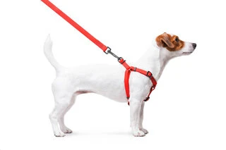 Шлея для собак водостойкая WAUDOG Waterproof c QR-паспортом, металлическая пряжка-фастекс, Ш 15 мм, Дл 40-55 см, красный