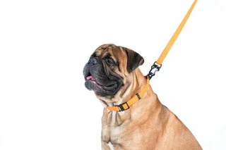 Поводок "EVOLUTOR" (ширина 25 мм, довжина 210 см), оранжевий