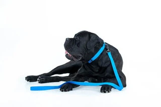 Повідець для собак водостійкий WAUDOG Waterproof, Ш 25 мм, Дл 183 см, блакитний