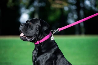 Повідок для собак шкіряний WAUDOG Glamour, Ш 25 мм, Дл 122 см, рожевий