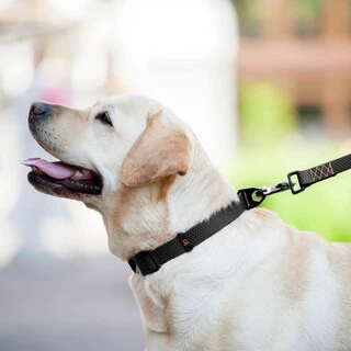 Поводок "EVOLUTOR" (ширина 25 мм, длина 300 см), черный