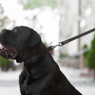 Поводок "EVOLUTOR" (ширина 25 мм, длина 300 см), черный