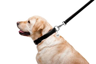 Поводок для собак кожаный WAUDOG Glamour, Ш 25 мм, Дл 122 см, черный