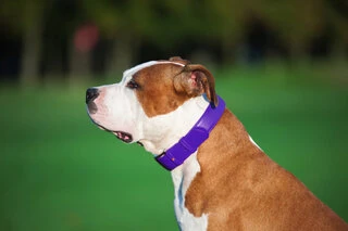 Нашийник для собак шкіряний WAUDOG Glamour з QR паспортом, без прикрас, Ш 25 мм, Дл 38-49 см, фіолетовий