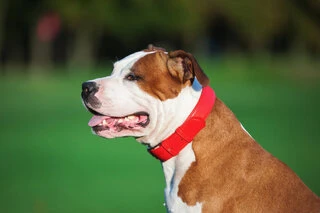 Нашийник для собак шкіряний WAUDOG Glamour з QR паспортом, без прикрас, Ш 25 мм, Дл 38-49 см, червоний