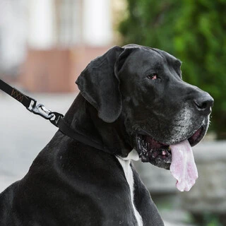 Поводок для собак "EVOLUTOR" (ширина 25 мм, довжина 120 см), НАЙБІЛЬШИЙ МІЦНИЙ ПОВІДОК, чорний