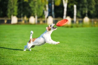 Ігрова тарілка для апортировки PitchDog, діаметр 24 см, рожевий