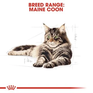 Сухий корм Royal Canin Maine Coon Adult для котів породи мейн-кун від 15 місяців 10 кг