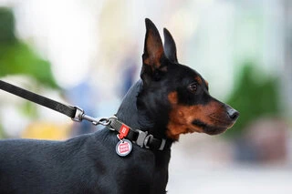 Ошейник для собак водостойкий WAUDOG Waterproof c QR-паспортом, металлическая пряжка-фастекс, Ш 20 мм, Дл 24-40 см, черный