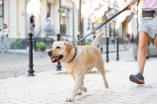 Нашийник для собак шкіряний WAUDOG Design з QR паспортом, малюнок "Пончики", Ш 25 мм, Дл 38-49 см, чорний