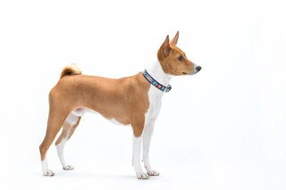 Ошейник для собак кожаный WAUDOG Design с QR паспортом, рисунок "Цветы", Ш 15 мм, Дл 27-36 см, черный