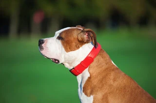 Нашийник для собак шкіряний WAUDOG Glamour з QR паспортом, без прикрас, Ш 25 мм, Дл 38-49 см, червоний