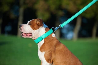 Повідок для собак шкіряний WAUDOG Glamour, Ш 25 мм, Дл 122 см, ментоловий