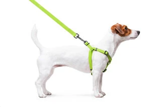 Поводок для собак водостійкий WAUDOG Waterproof з QR-паспортом, металевий фастекс, Ш 15 мм, Дл 40-55 см, салатовий