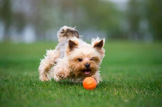 Мячик ЛАЙКЕР5, диаметр 5 см