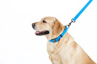Повідець для собак водостійкий WAUDOG Waterproof, Ш 25 мм, Дл 122 см, блакитний
